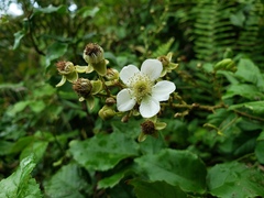 Rubus florulentus