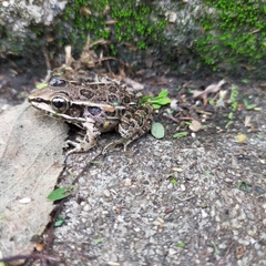 Lithobates pustulosus