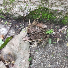 Lithobates pustulosus