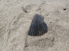 Argopecten ventricosus