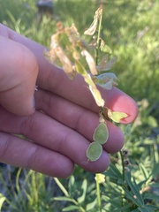 Hedysarum sulphurescens