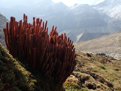 Phlegmariurus crassus