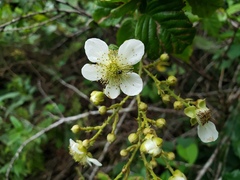 Rubus florulentus