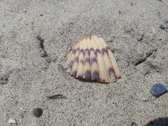 Argopecten ventricosus