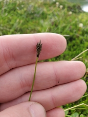 Carex micropoda