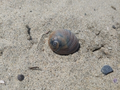 Glossaulax reclusiana