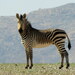 Mountain Zebra - Photo (c) Gigi Laidler, some rights reserved (CC BY-NC), uploaded by Gigi Laidler