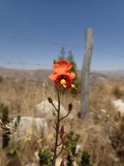 Alonsoa meridionalis