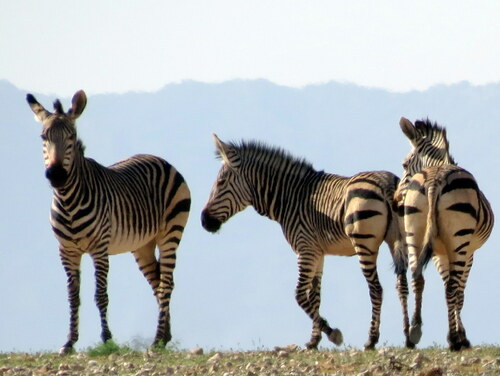 Mountain Zebra, photo 8 of 9