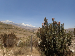 Oreocallis grandiflora