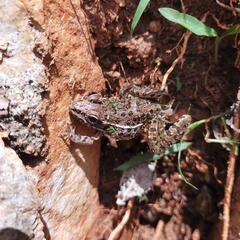 Lithobates pustulosus