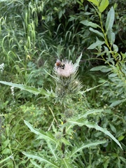 Cirsium osterhoutii
