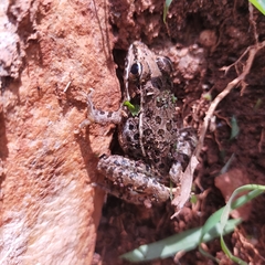 Lithobates pustulosus