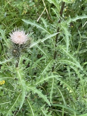 Cirsium osterhoutii