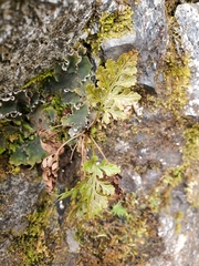 Cryptogramma acrostichoides