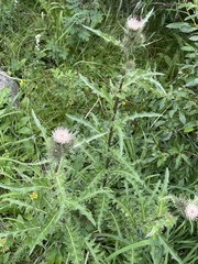 Cirsium osterhoutii