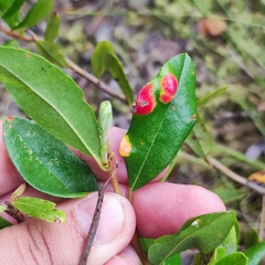 Exobasidium cassandrae