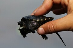 Chelydra serpentina