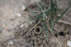 Ptilothrix bombiformis