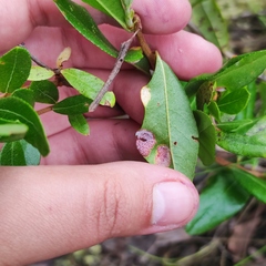 Exobasidium cassandrae