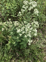 Eupatorium cordigerum