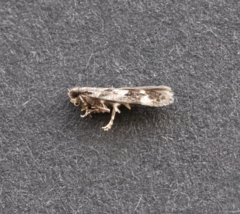 Caryocolum cassella