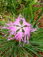 Dianthus superbus