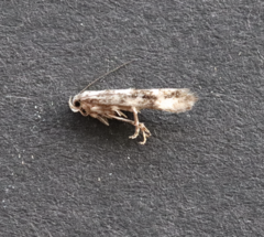 Mompha conturbatella