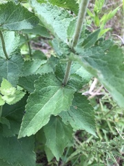 Eupatorium cordigerum
