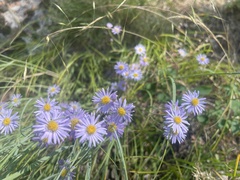 Erigeron corymbosus