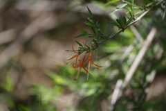 Anisacanthus thurberi