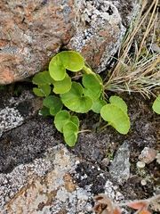 Viola biflora