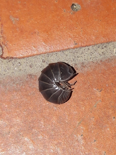 Armadillo officinalis