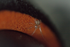 Theridiidae