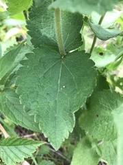 Eupatorium cordigerum