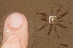 Halcampa decemtentaculata