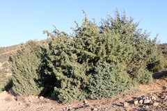 Juniperus oxycedrus badia