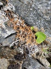 Sphaerophorus globosus