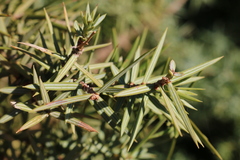 Juniperus oxycedrus badia