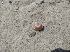 Glossaulax reclusiana