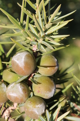 Juniperus oxycedrus badia