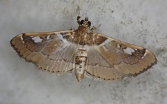 Diaphantania