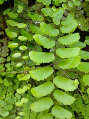 Adiantum philippense