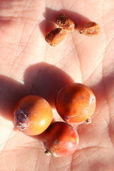 Juniperus oxycedrus badia