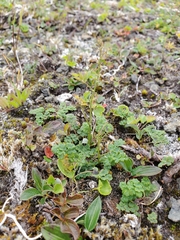 Thalictrum alpinum