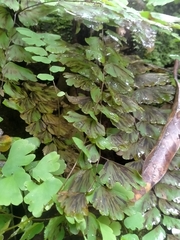 Adiantum philippense