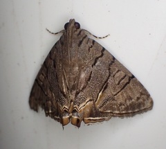 Eulepidotis merricki