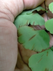 Adiantum philippense