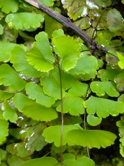 Adiantum philippense