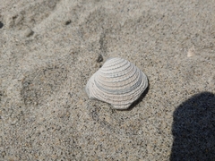 Chione californiensis